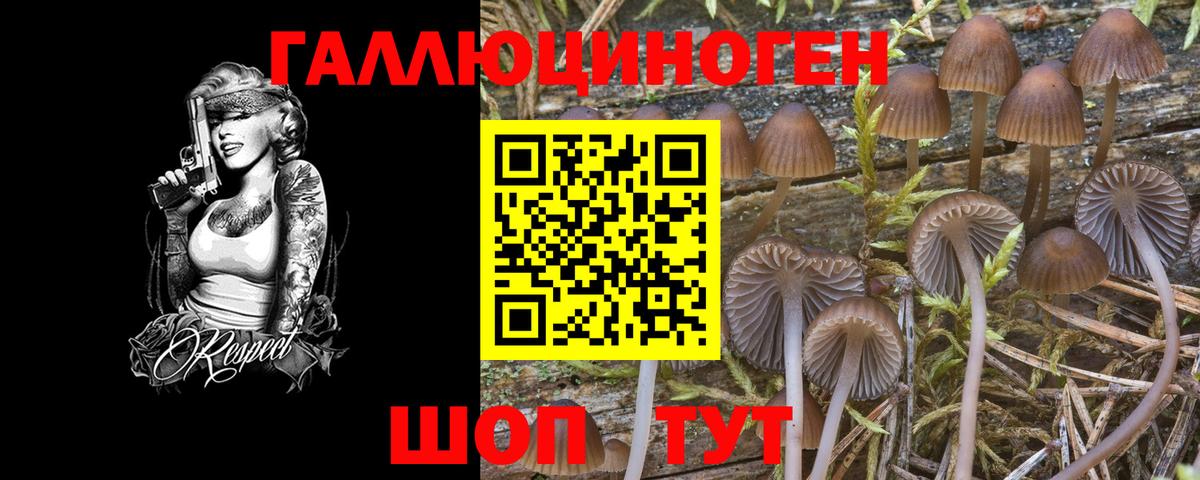 Галлюциногенные грибы Psilocybine cubensis  Вход с VPN  Заводоуковск  Псилоцибиновые грибы прущие грибы 